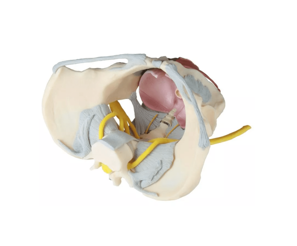 Weibliches Becken mit Bandapparat, Nerven und Beckenboden - Erler - Zimmer